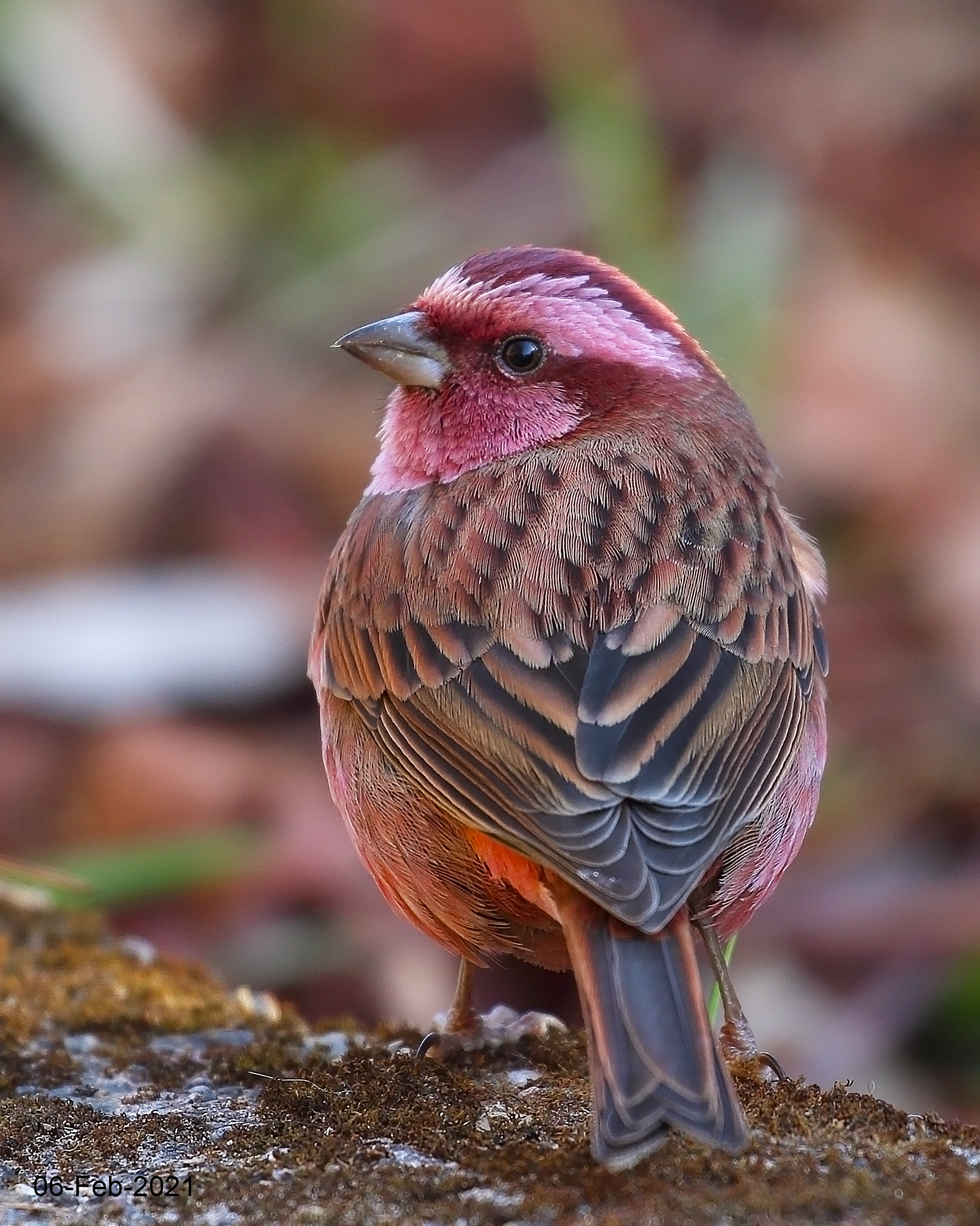 Pink-browed Rosefinch